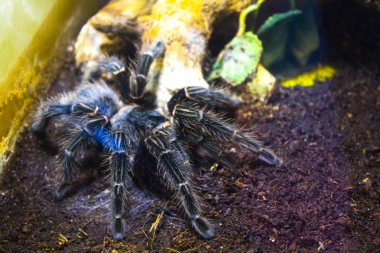 kıllı araknid büyük örümcek 