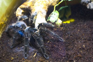 kıllı araknid büyük örümcek 