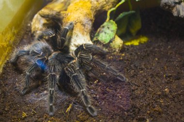 kıllı araknid büyük örümcek 