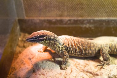 kertenkele iguana gecko hayvanat bahçesi