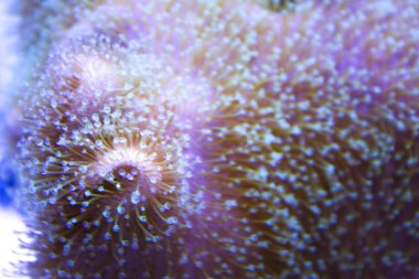 anemones mercan resifsualtı closeup