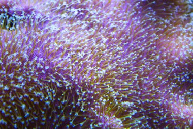 anemones mercan resifsualtı closeup