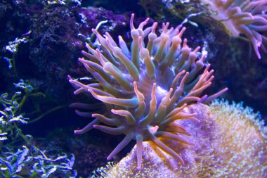 anemones mercan resifsualtı closeup