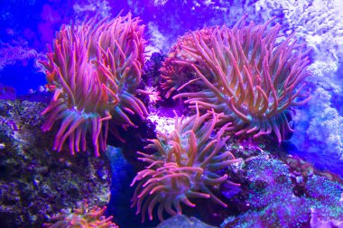 anemones mercan resifsualtı closeup