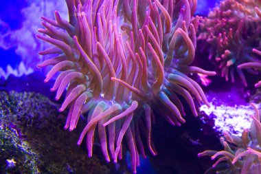 anemones mercan resifsualtı closeup