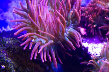 anemones mercan resifsualtı closeup