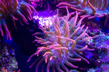 anemones mercan resifsualtı closeup