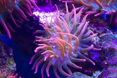 anemones mercan resifsualtı closeup