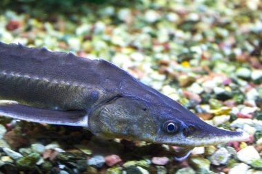 mersin balığı baş sualtı