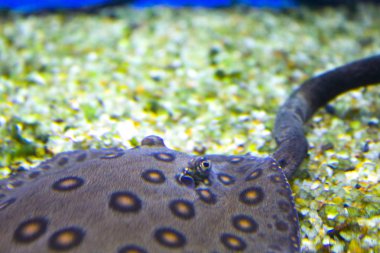 okyanus stingray kramp balık resif akvaryum