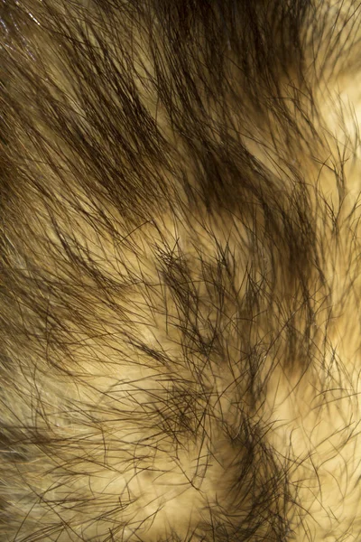 Фон Натурального Меха Животное Волосы Фон Черно Белый Фон — стоковое фото