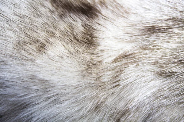 自然な毛皮からの背景 動物の髪の背景 白黒の背景 — ストック写真