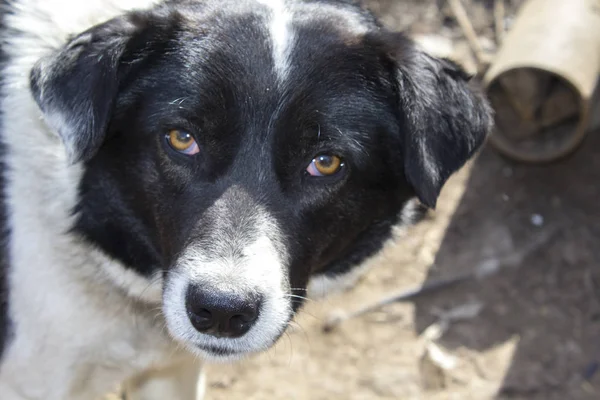 closeup muzzle dog white and black