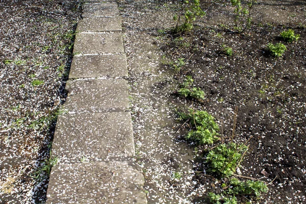 Pétalas Cerejeiras Caminho Jardim — Fotografia de Stock