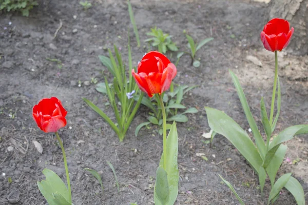 Wiosna Czerwony Kwiat Tulipana Ogrodzie — Zdjęcie stockowe