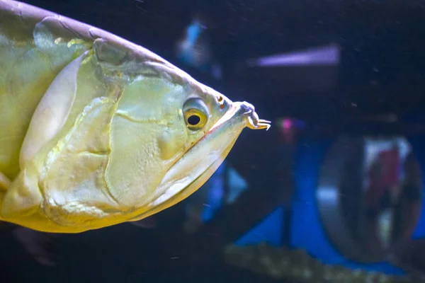 Big Fish Face Aquarium — Stock Photo, Image