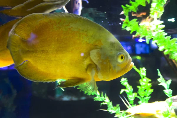 水族館の熱帯淡水魚 — ストック写真