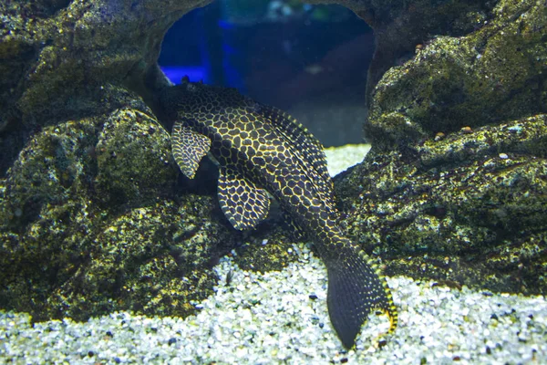 黒い斑点のナマズ水族館やアンシストルが横たわっている — ストック写真