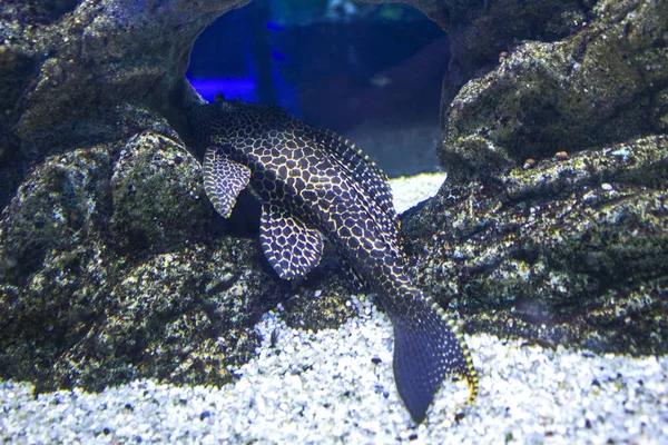 黒い斑点のナマズ水族館やアンシストルが横たわっている — ストック写真