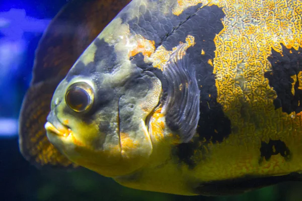 Oscar Fish Astronotus Ocellatus Tropical Freshwater Fish Aquarium — Stock Photo, Image
