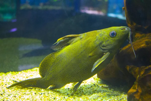 수족관의 민물고기 — 스톡 사진