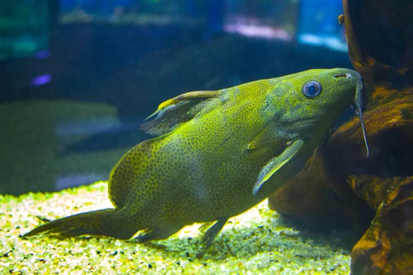 Pesci Tropicali Acqua Dolce Acquario — Foto Stock