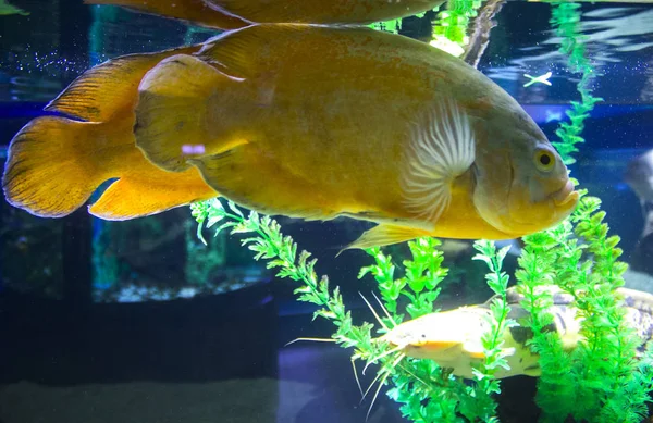 Akvaryumda Tropikal Tatlı Balıkları — Stok fotoğraf