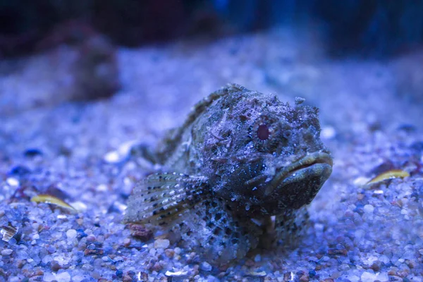 Synanceia verrucosa is a fish species known as the reef stonefish.