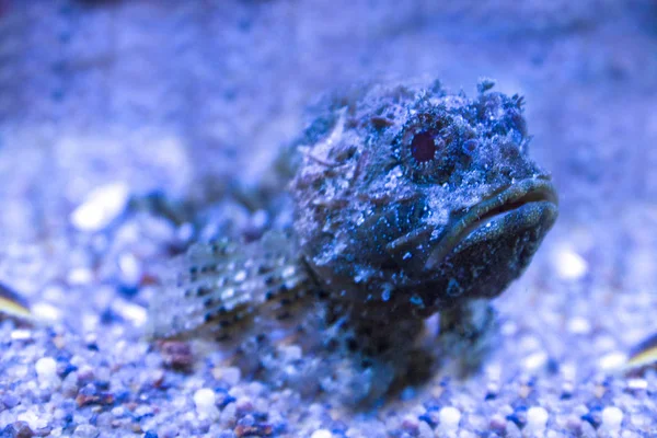 Synanceia verrucosa is a fish species known as the reef stonefish.