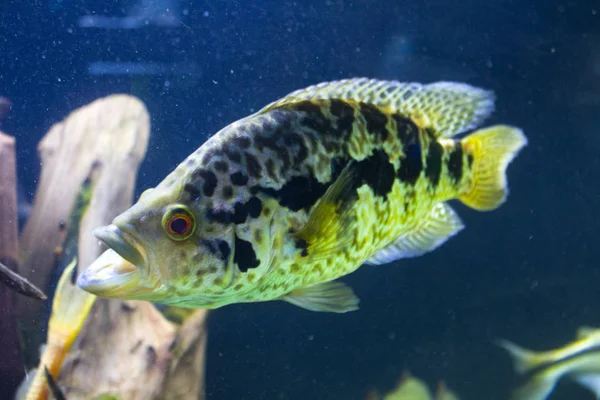Koyu Mavi Arka Plan Üzerinde Akvaryumda Snapper Balık Closeup — Stok fotoğraf