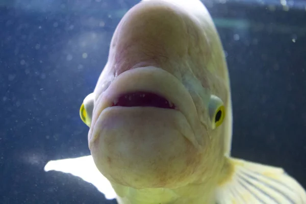 Asian Sheepshead Wrasse White Fish Aquarium — Stock Photo, Image