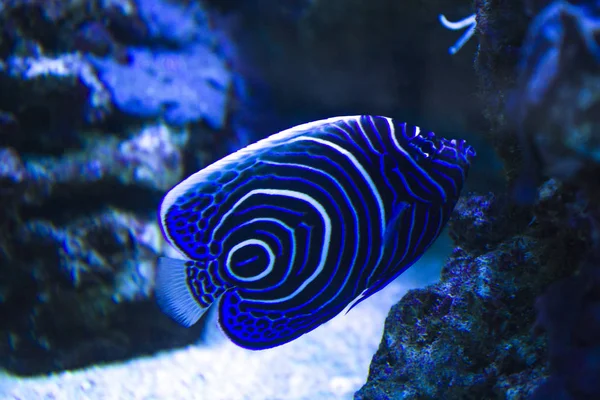 İmparator melek balığı (Pomacanthus imperator) deniz resifi 