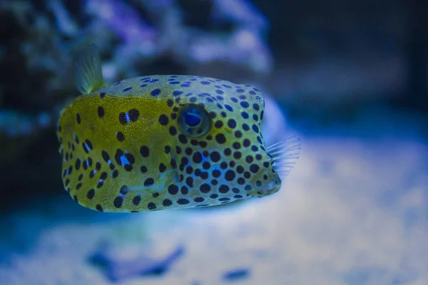 Yellow Boxfish Ostracion Cubicus Marine Fish — Stock Photo, Image