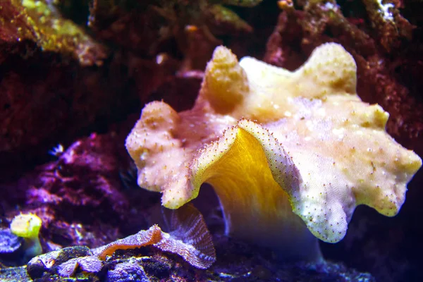 Anêmonas Recife Coral Subaquático Closeup — Fotografia de Stock