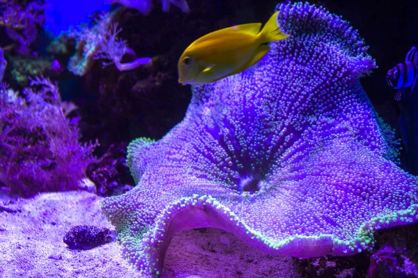 Anemones Coral Rafa Podwodne Zbliżenie — Zdjęcie stockowe