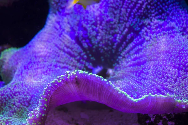 海葵珊瑚礁水下特写 — 图库照片