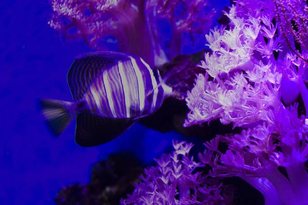 Tången Zebrasoma Flavescens Fisk Havet — Stockfoto