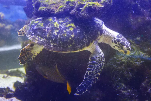 Turtle Swim Underwater Sea — Stock Photo, Image