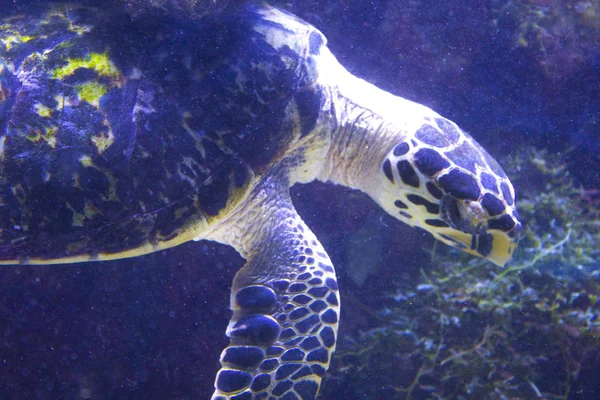 Turtle Swim Underwater Sea — Stock Photo, Image