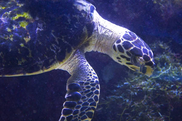 Turtle Swim Underwater Sea — Stock Photo, Image