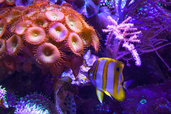 Anemoner Korallrev Undervattens Närbild — Stockfoto