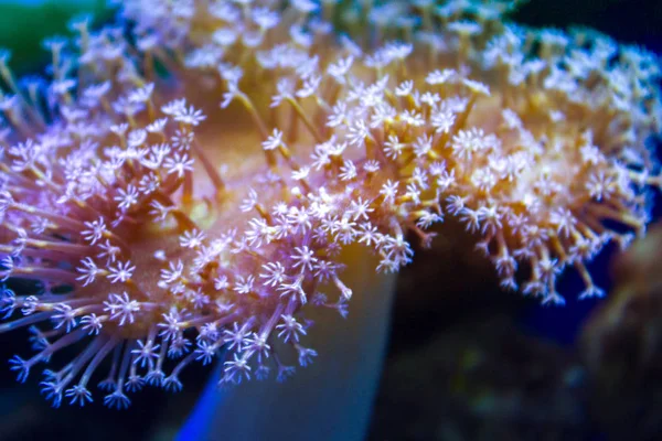 Anêmonas Recife Coral Subaquático Closeup — Fotografia de Stock