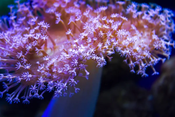 Anêmonas Recife Coral Subaquático Closeup — Fotografia de Stock