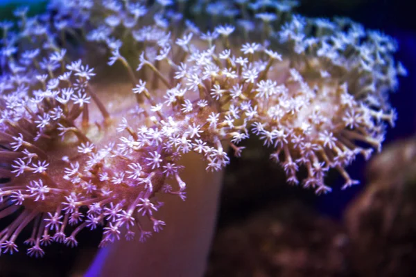Анемоны Коралловый Риф Водой Крупным Планом — стоковое фото