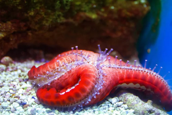 Gros Poisson Étoile Rouge Sous Marin Gros Plan — Photo