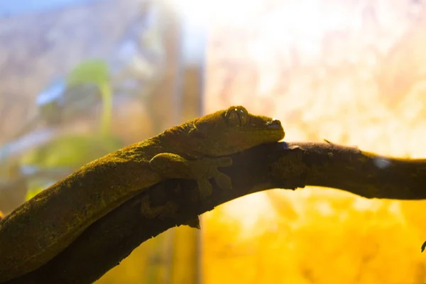 Lizard Iguana Gecko Zoo — Stock Photo, Image