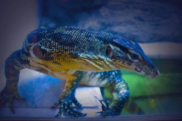 トカゲイグアナヤモリ動物園 — ストック写真