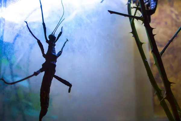 令人毛骨悚然的热带昆虫蟑螂 — 图库照片