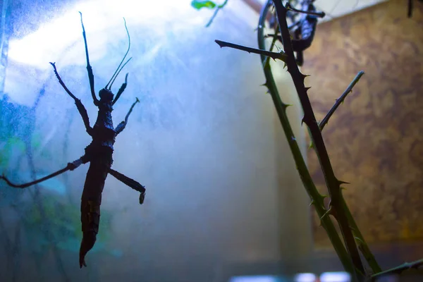 Gruselige Tropische Insektenschabe — Stockfoto