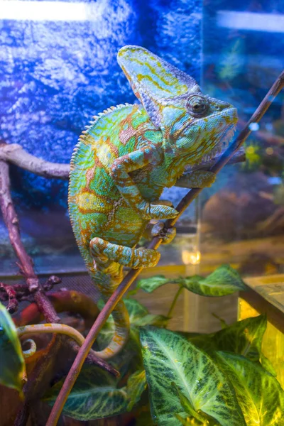 Chameleon Lizard Reptile Zoo — Stock Photo, Image